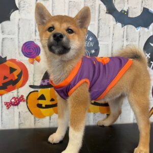 Lily – Shiba Inu femmina