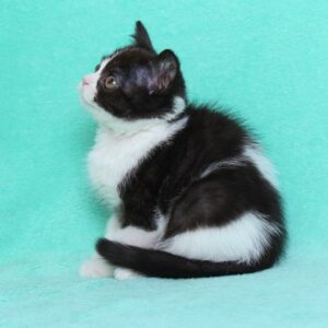 macy – scozzese a pelo lungo femmina