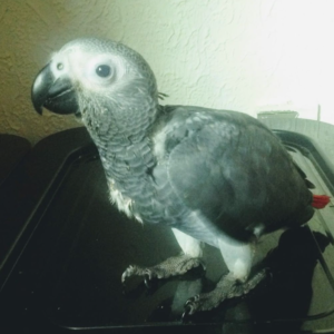 loro – pappagallo cenerino africano femmina, 3 mesi