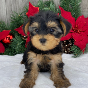 Remi – Yorkshire Terrier femmina