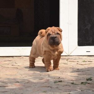 Chloe – Shar Pei femmina