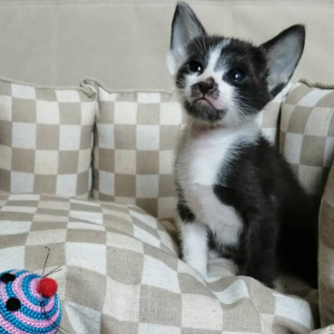 ellie – peterbald femmina