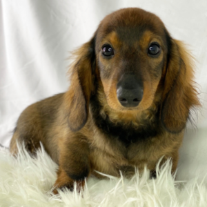 Sammy – Bassotto maschio