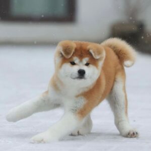 Zita – Shiba Inu femmina
