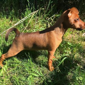 lili – miniature pinscher femmina