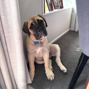 Larry – Bullmastiff maschio