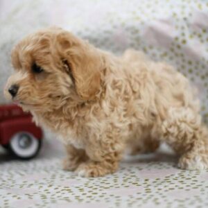 darren – maltipoo femmina