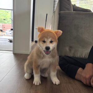Titi – Shiba Inu maschio