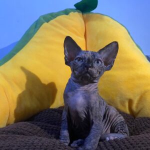 Lilla – Sphynx femmina