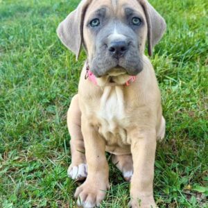 Zoom – Cane Corso maschio