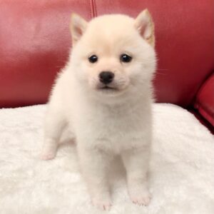 Leila – Shiba Inu femmina