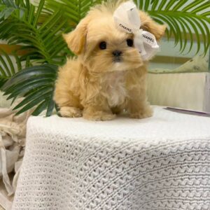Nelly – Maltipoo femmina