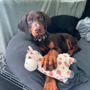 Shesha – Dobermann femmina