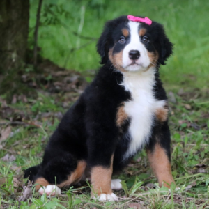 Savannah – Bovaro del Bernese femmina