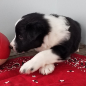 Pahl – Border Collie maschio