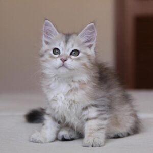 alexika – gatta siberiana femmina