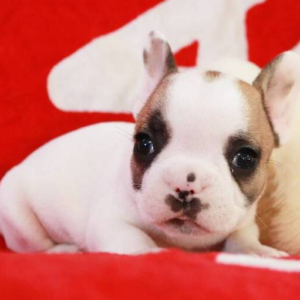 Ruger – Bulldog Francese maschio