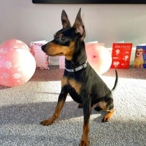 sam – miniature pinscher maschio