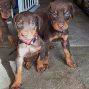 Naps – Dobermann maschio