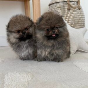 Omar – Pomerania femmina