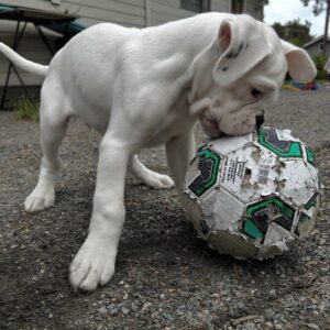 joe – boxer maschio