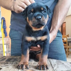 Machin – Rottweiler maschio