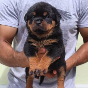 Leo – Rottweiler maschio