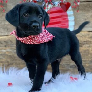 Tucker – Labrador Retriever maschio