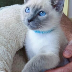Shama – Siamese femmina