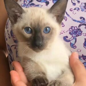 Ben – Siamese maschio
