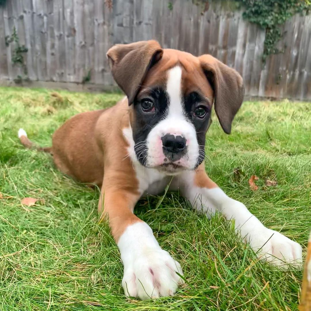 Max – Boxer maschio