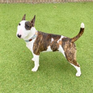 rita – miniature bull terrier femmina