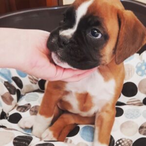 Naomi – Boxer femmina