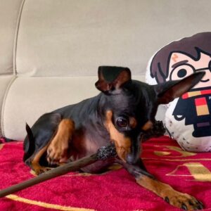 kels – miniature pinscher femmina