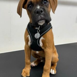 Django – Boxer maschio
