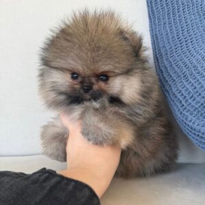 zara – pomerania femmina