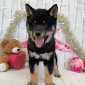 leo – shiba inu maschio