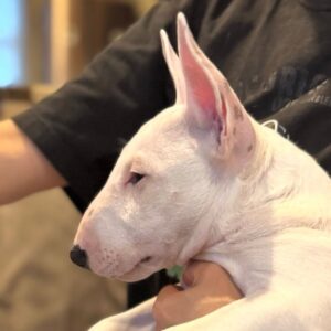 Carol – Miniature Bull Terrier femmina