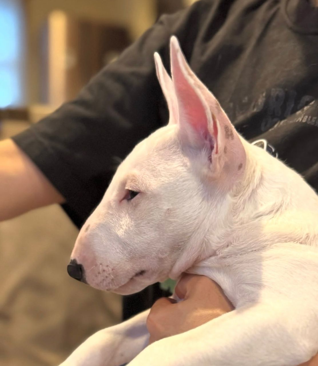 Carol – Miniature Bull Terrier femmina