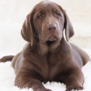 Fran – Labrador Retriever femmina