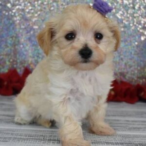 Elsa – Maltipoo femmina