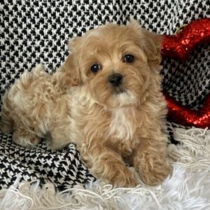 Badger – Maltipoo maschio