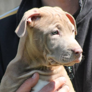 silver – pitbull terrier maschio