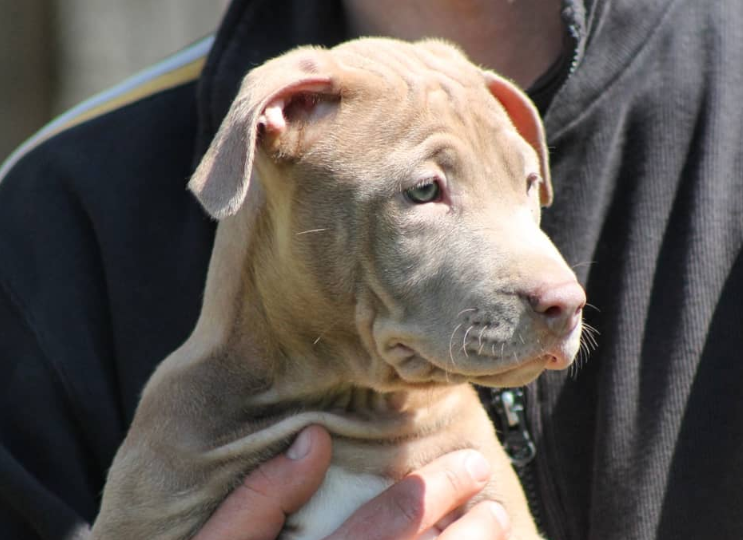 silver – pitbull terrier maschio silver – pitbull terrier maschio
