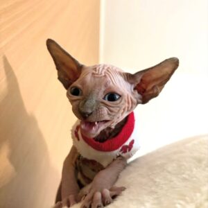 Sheila – Sphynx femmina