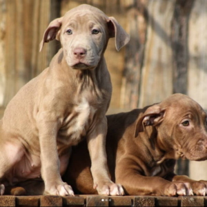 sakura – pitbull terrier femmina