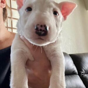 Rosel – Miniature Bull Terrier femmina
