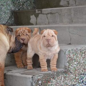 Sophie – Shar Pei femmina