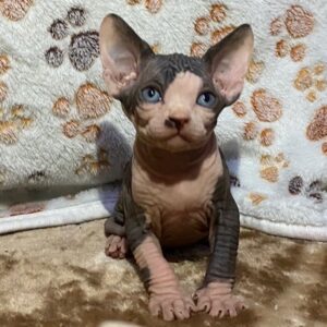 Lizzy – Sphynx femmina