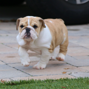 iris – bulldog inglese femmina